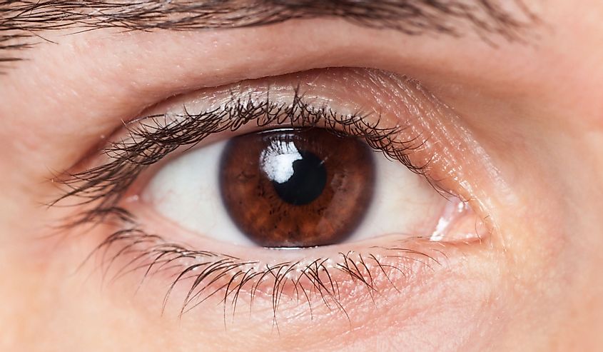 closeup of a man's brown eye