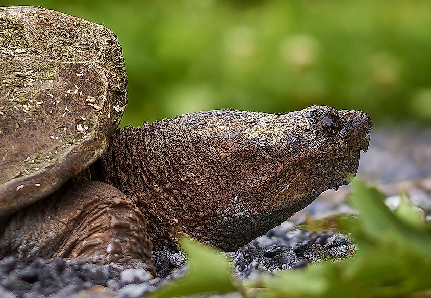 Snapping turtle