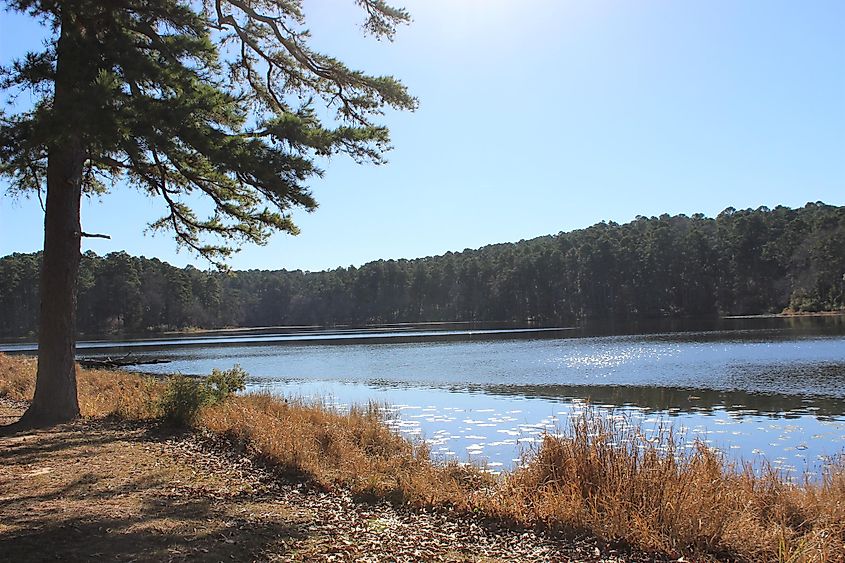 A river running through the Daingerfield State Park, Texas.