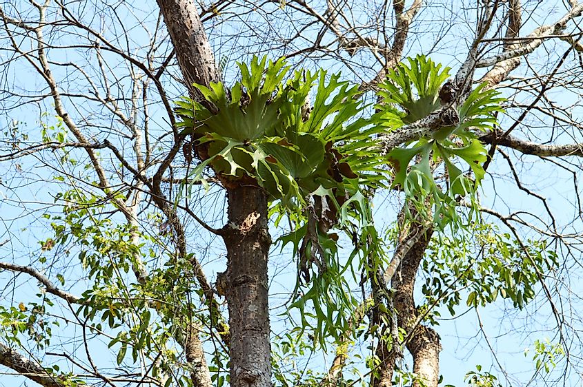 Epiphytic fern on a tree branch
