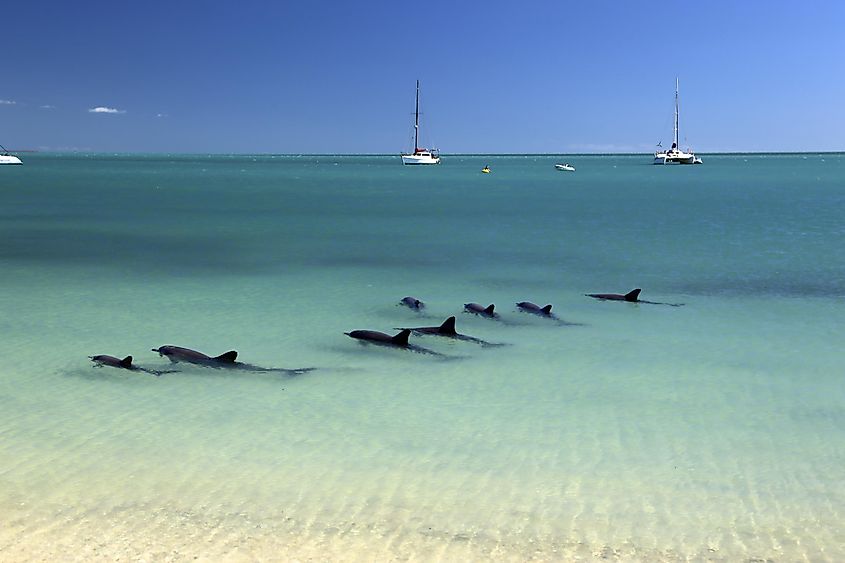 Pod of dolphins relaxing at Monkey Mia, Western Australia.
