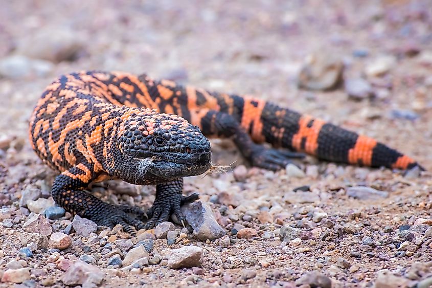 A Gila monster.