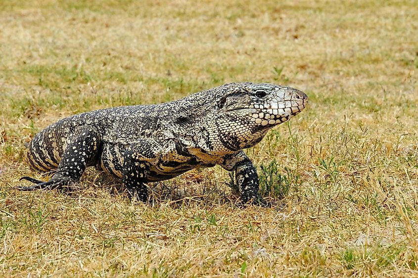 Argentine black-and-white tegu.