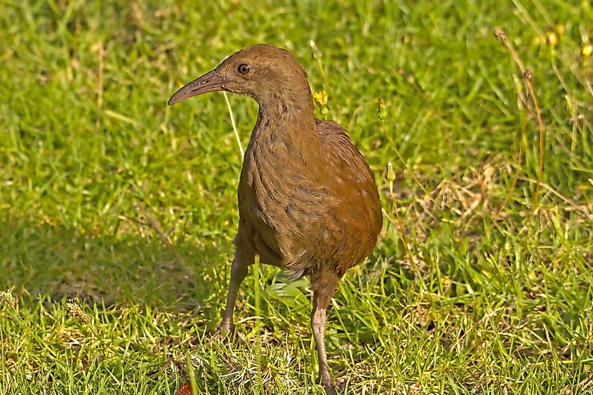 Lord Howe woodhen