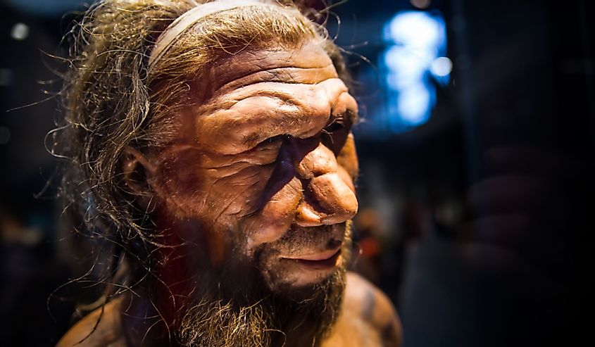 Homo adult male, based on 40000 year-old remains found at Spy in Belgium.