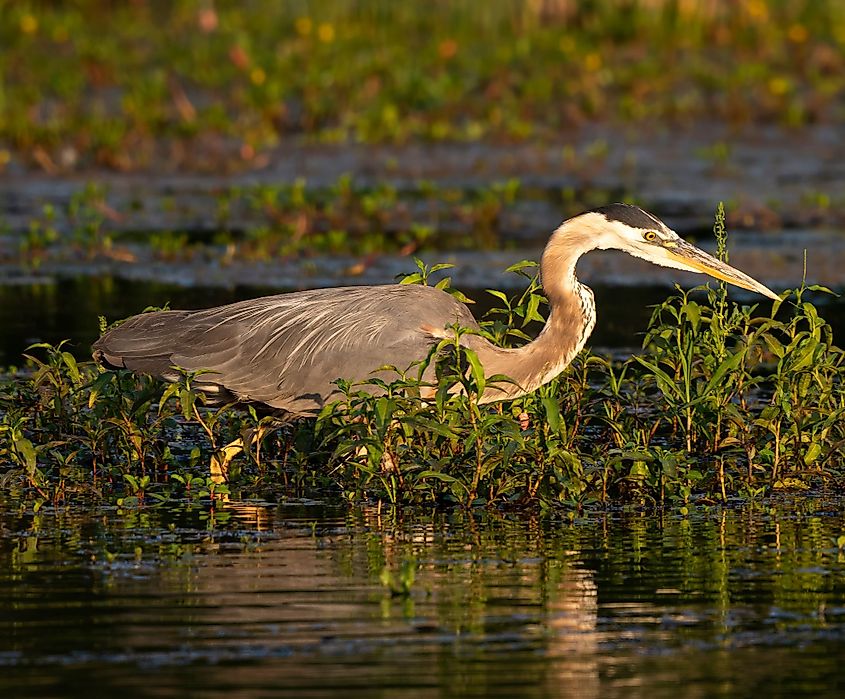 A Great Blue Heron hunting at the Salt River in Arizona