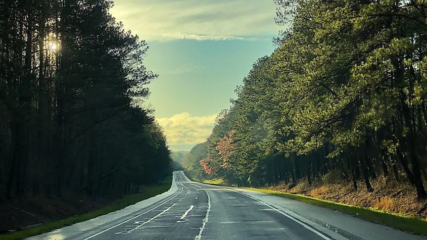 A paved road passing through tall pines in Tuskegee National Forest, Alabama.
