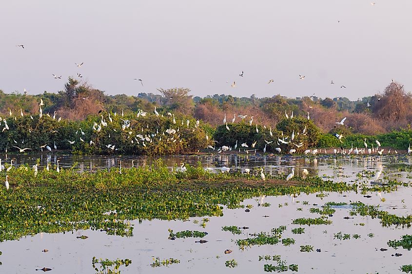 Pantanal birds