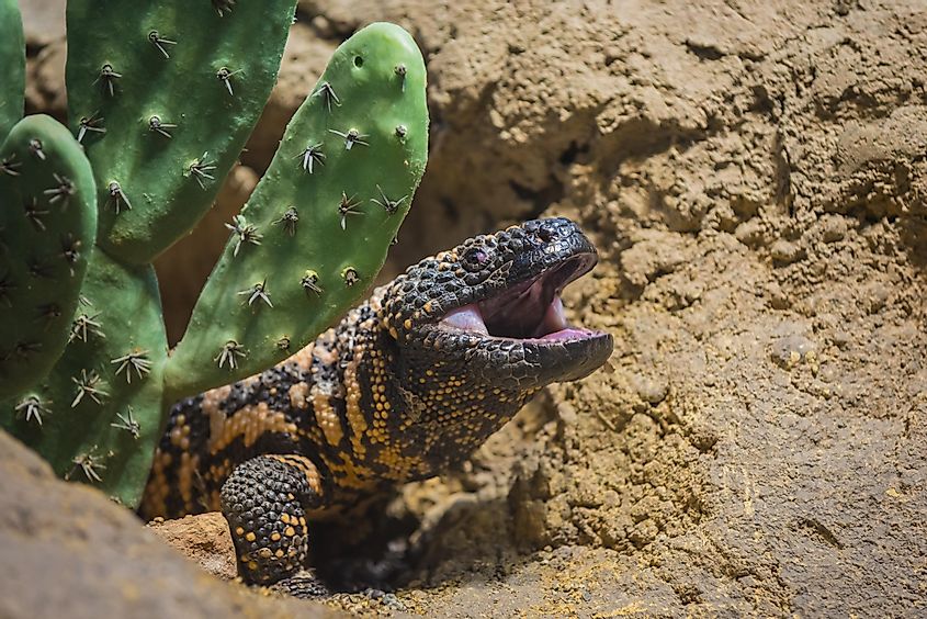 Close-up shot of a gila monster under the cactus