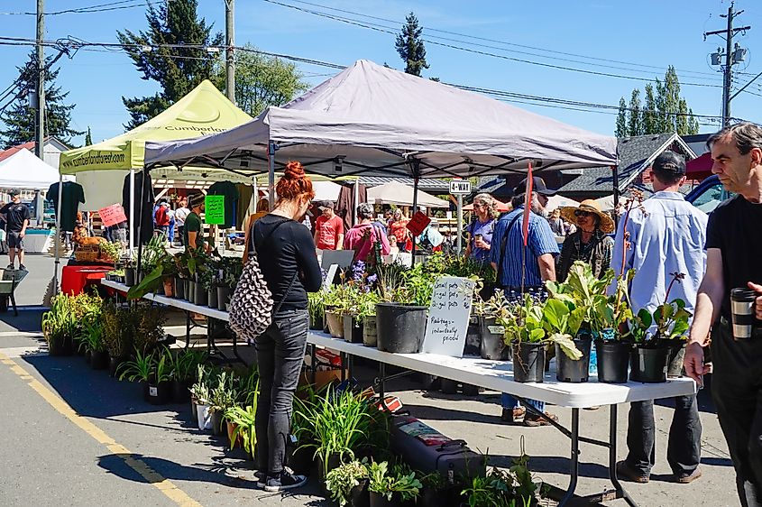 Village Market Days on Dunsmuir Avenue in Cumberland~Vancouver Island, BC, Canada. 