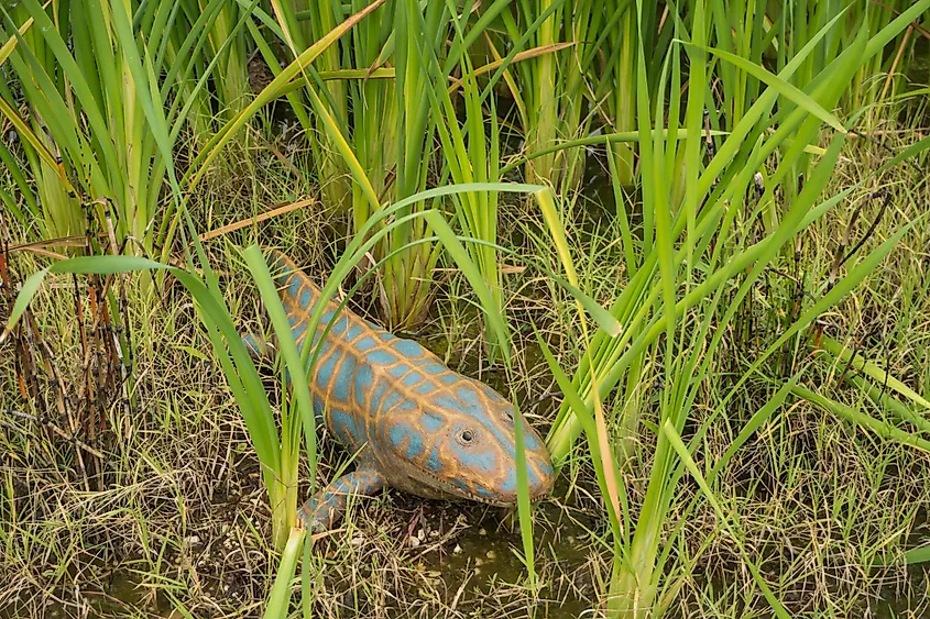 The First Ever Animals To Walk On Land WorldAtlas