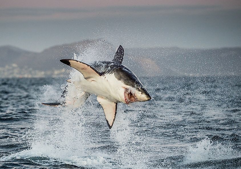 A great white shark swimming off the coast of South Africa.