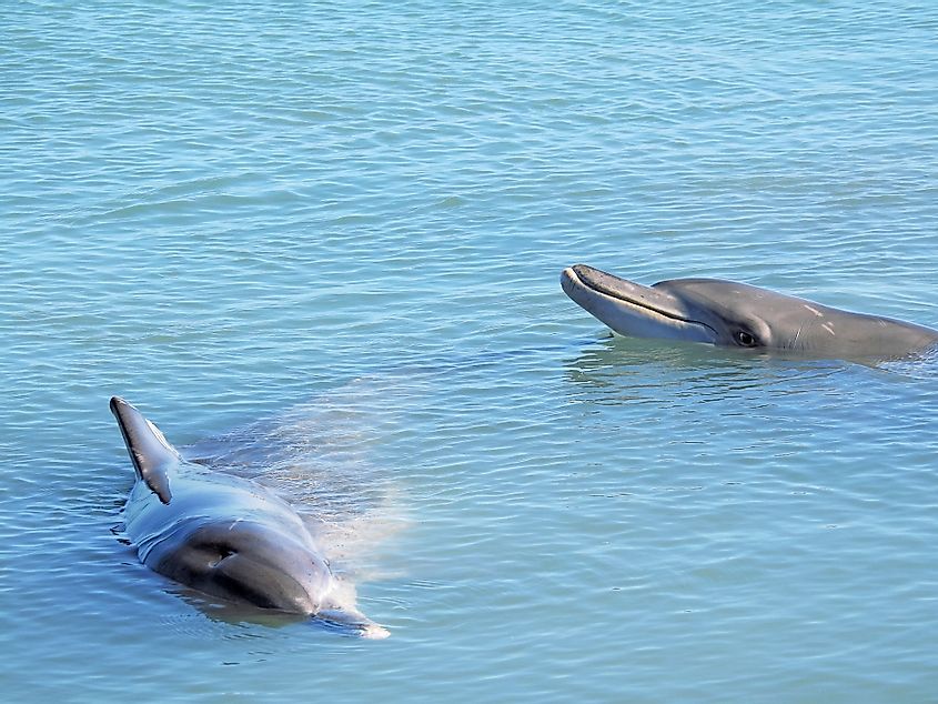 shark bay dolphins