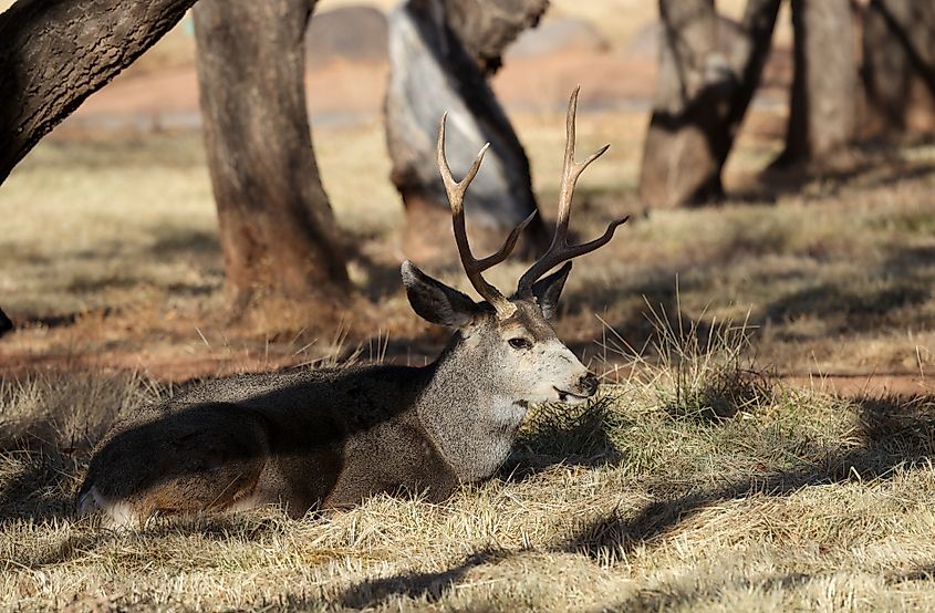 Capitol Reef National Park.