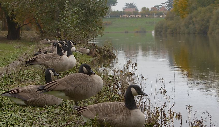 Geese on the waters edge of the river Dordogne, standing on the grass looking at Easter Island