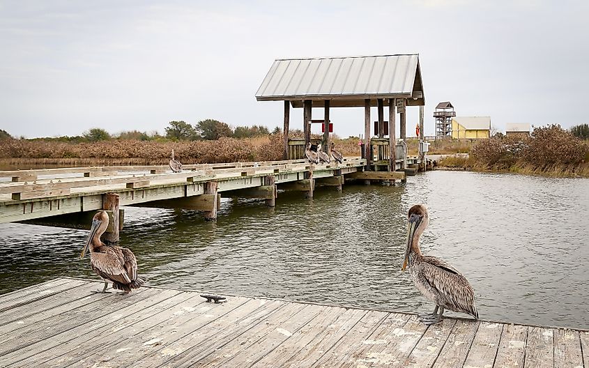 Brown pelicans stand on the fishing dock at Grand Isle State Park in Grand Isle, Louisiana.