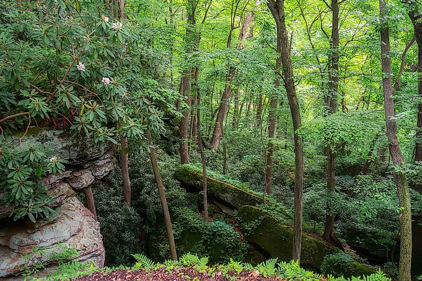 A view of Rhododendron Cove State Nature Preserve in Southern Ohio.