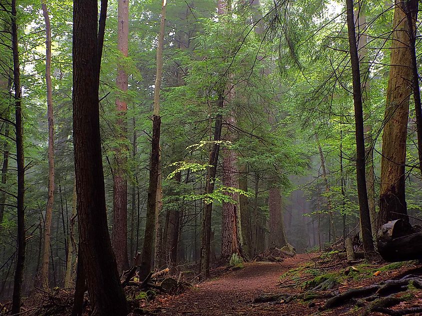Old Growth at Cook Forest State Park, Pennsylvania.
