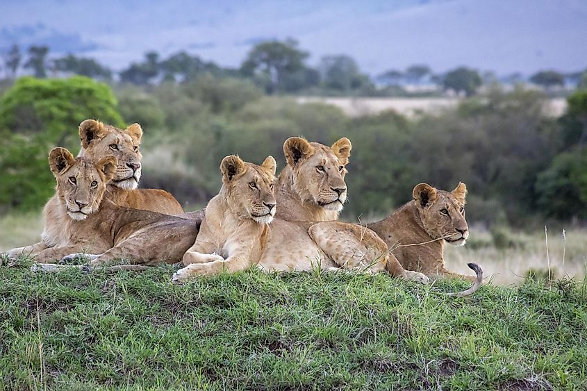 Lions in Masai Mara