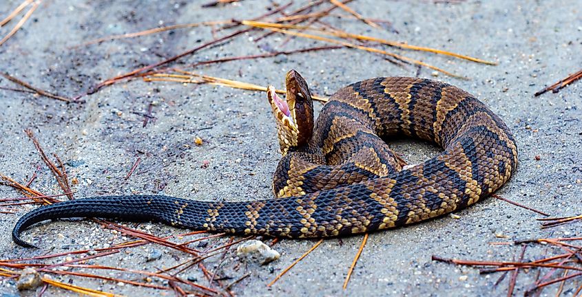 Juvenile cottonmouth snake, venomous and known for its aggressive behavior.