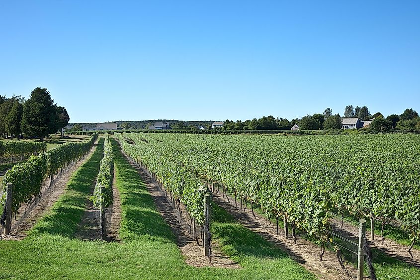 A Long Island Winery