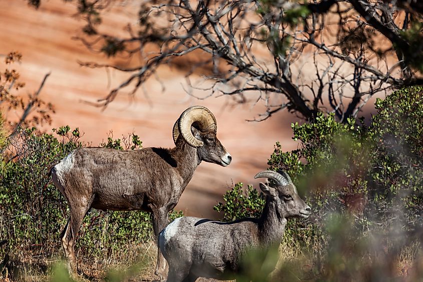 Bighorn sheep at Zion National Park.