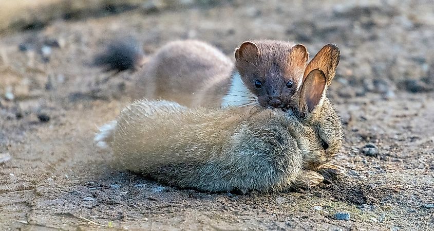 A stoat hunting a rabbit.