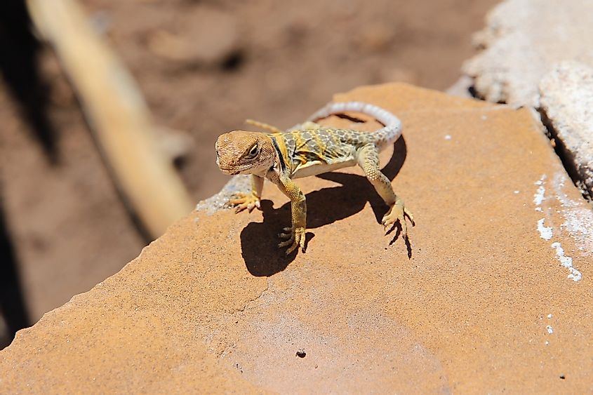 Yellow-headed collared lizard of Mesa Verde 