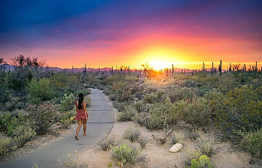 Saguaro National Park