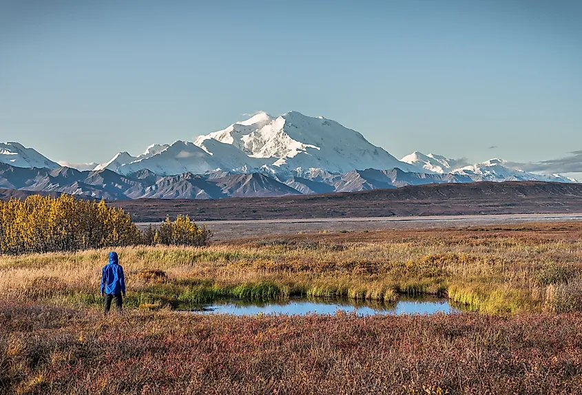 Hikers crossing open tundra beneath the snow-capped Alaska Range in Denali National Park.