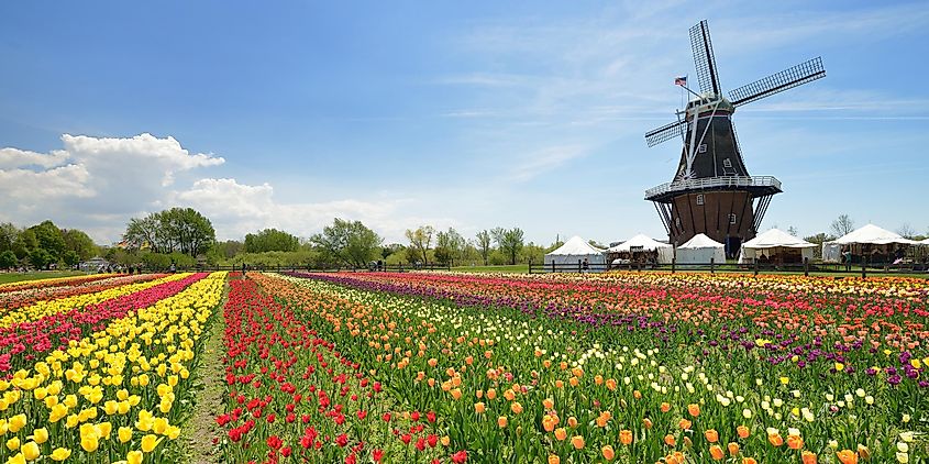 Dutch windmill in a tulip field in Holland, Michigan, USA.
