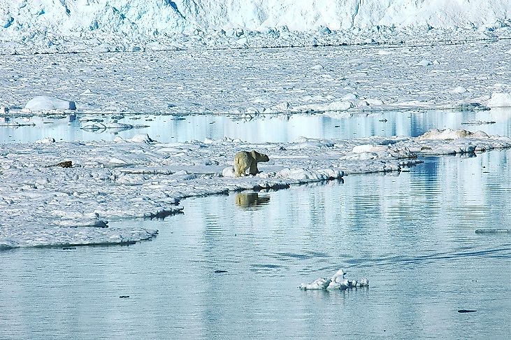A polar bear walking on Arctic Ocean sea ice.