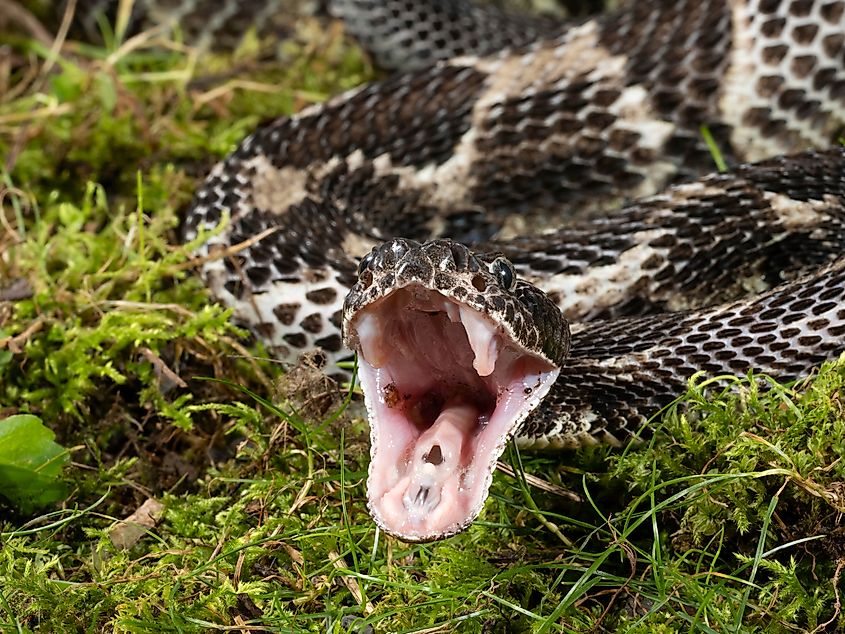 A timber rattlesnake with its mouth open to strike.