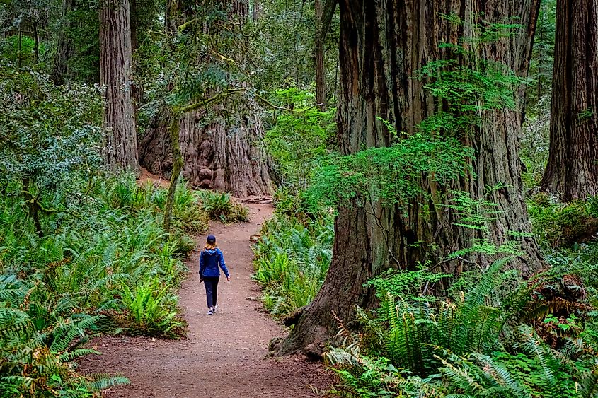 A visitor walks through the path lined by the giant redwoods of the Redwood National Park. California.