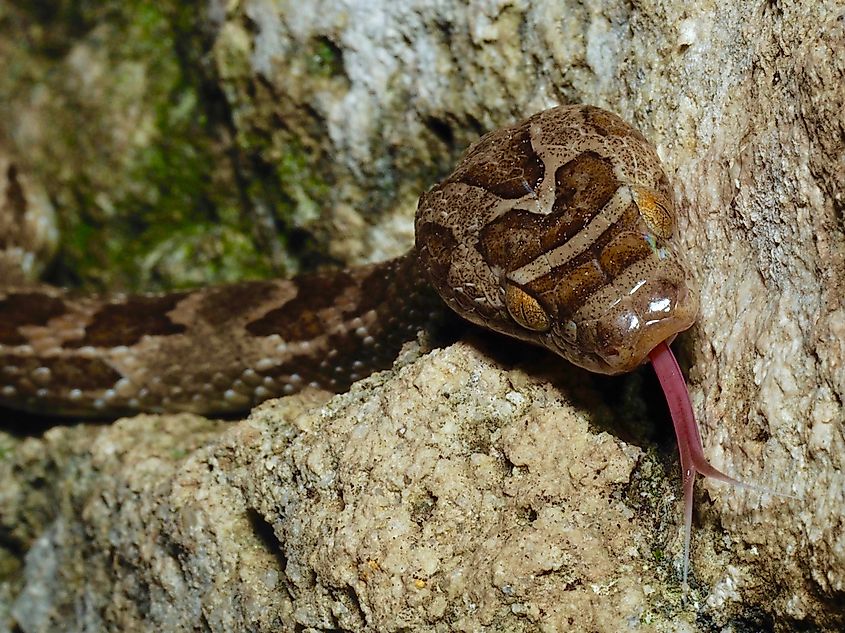 A Lyre snake flicking out its forked tongue.