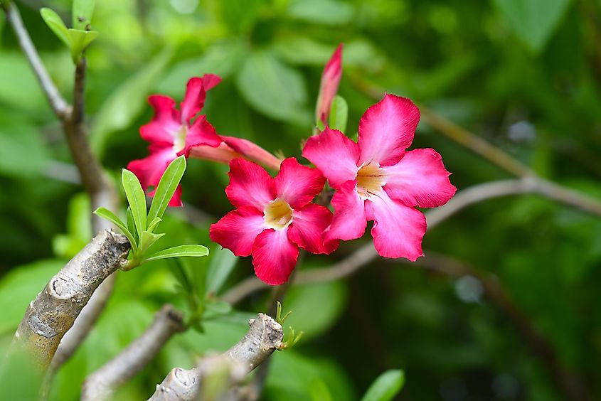 Flowers of the desert rose plant.