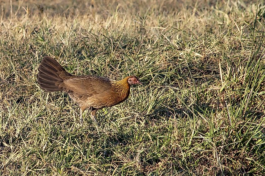 Kaziranga birds