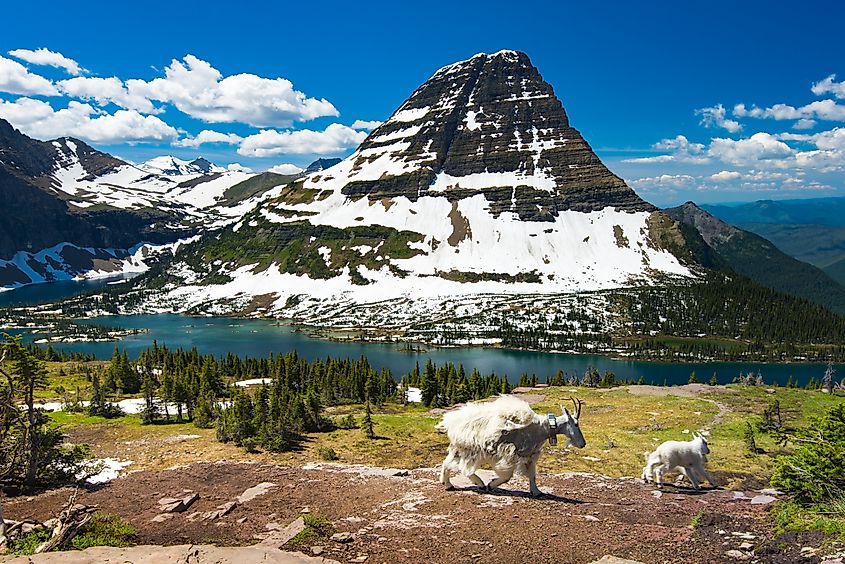 Mountain goats roaming around in Glacier National Park, Montana.