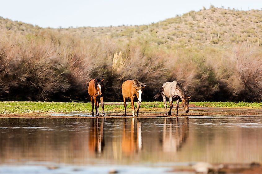 Three Arizona wild horses enjoying the cool Salt River waters