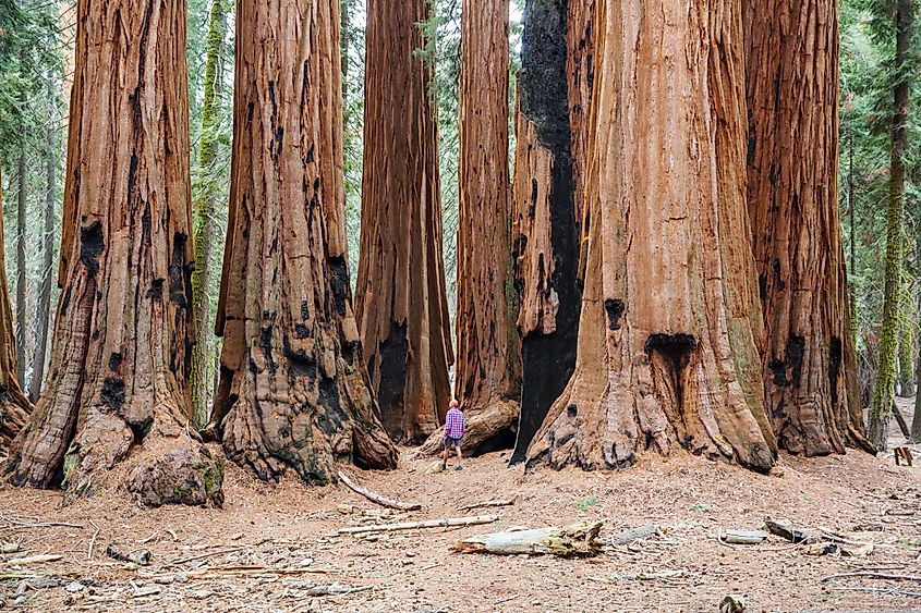 A hiker walks among giant sequoias, trees so large they dwarf anyone passing beneath them. Credit: Galyna Andrushko/Shutterstock.com