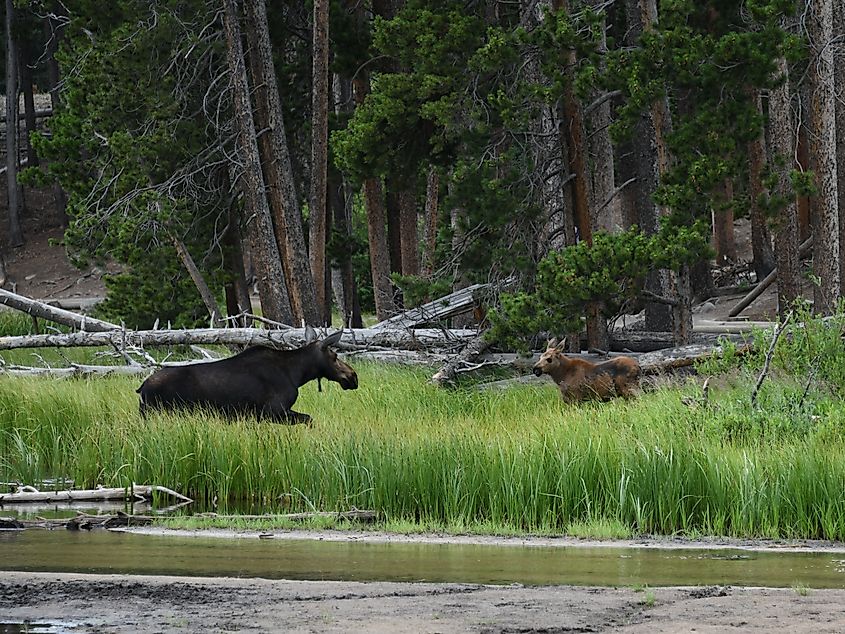 Moose and Calf Rocky Mountain National Park.