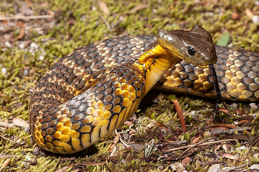 A tiger snake in a defensive position.