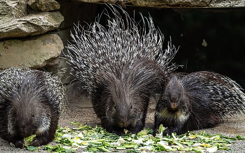 The Indian crested Porcupine, Hystrix indica or Indian porcupine, is a large species of hystricomorph rodent belonging to the Old World porcupine family, Hystricidae