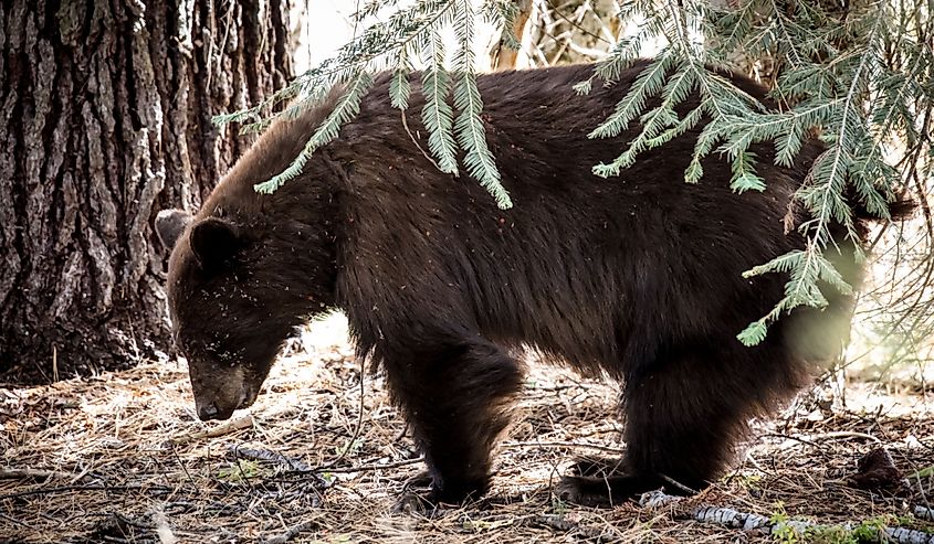 A Black Bear roams for food in Sequoia National Park, California, USA