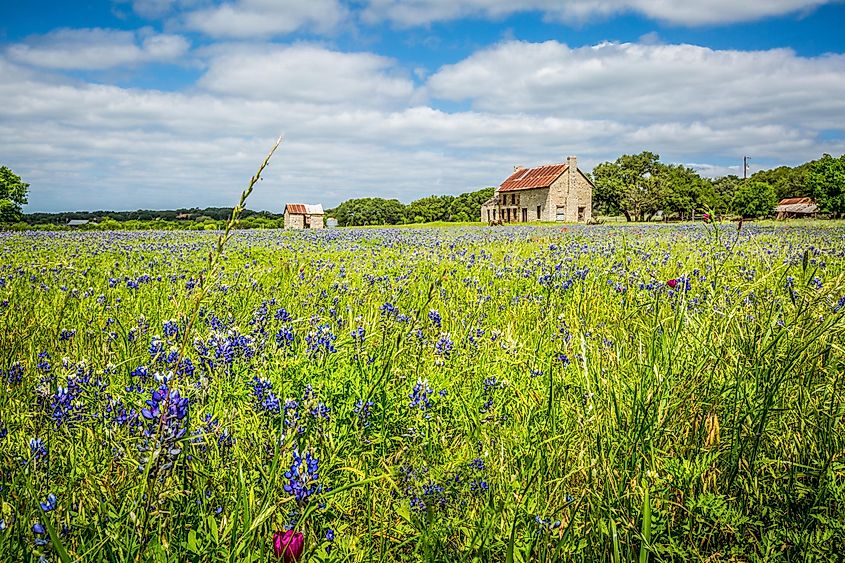 Bluebonnet House (mid-19th century) Marble Falls Built in the mid-19th century, this abandoned two-story limestone house sits in fields of bluebonnets