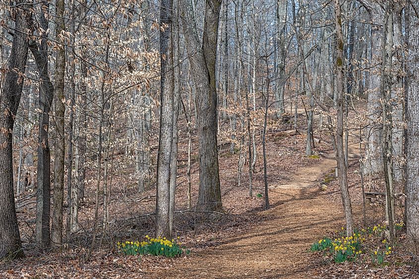 Winter flowering narcissus bloom in the forest of Timberland Park along the Natchez Trace Parkway.