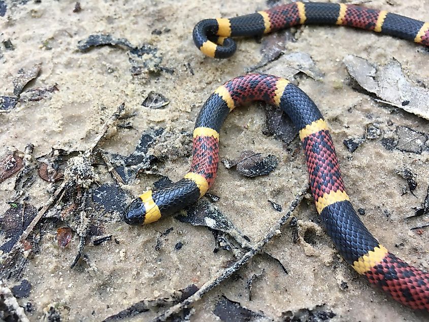 Coral snake texas.