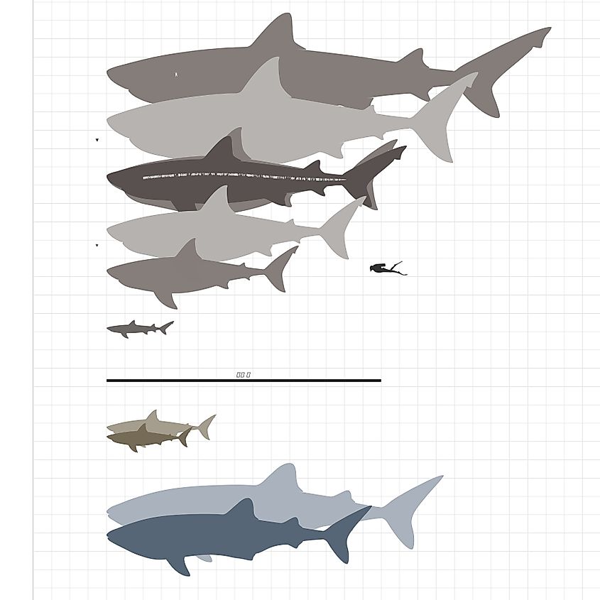 Size comparison of the great white and whale shark to estimates for megalodon.