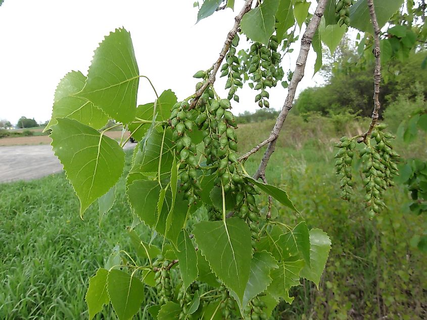 Populus deltoides - eastern cottonwood - at the Skaneateles Conservation Area, Onondaga County, New York
