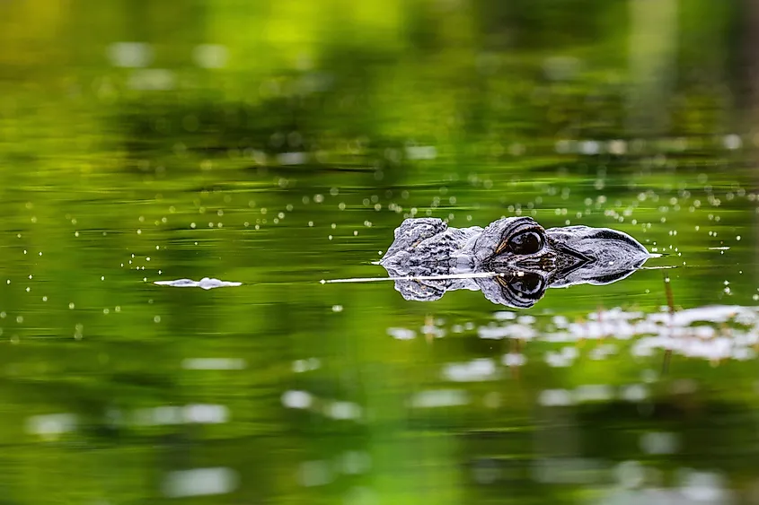 An alligator peeping out of the water.